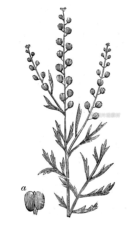 西洋菜的古董插图(Lepidium sativum)